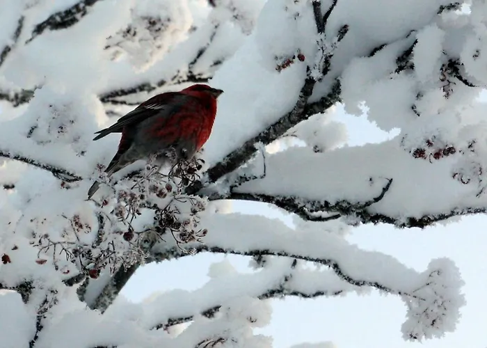 Charming Grandmas House In Bobacka 度假居